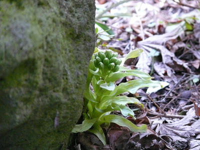 P1040018.jpg