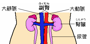 腎臓の位置