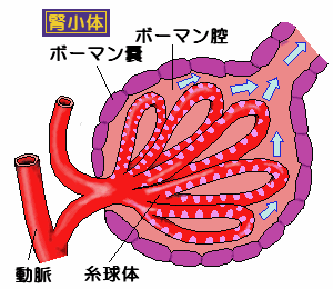 腎小体