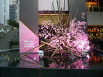 080308-akiba-7.jpg