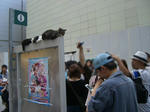 080920-nekokoneko-2.jpg