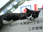 080920-nekokoneko-3.jpg