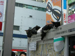 080920-nekokoneko-5.jpg
