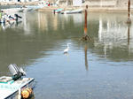 090322-himeji-7.jpg