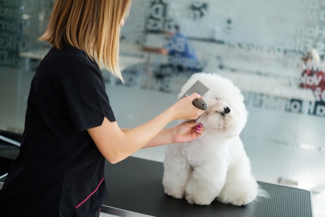 自宅で愛犬を自分でシェービングする方法