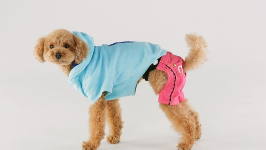 飼い主は犬に服を着せるべき? 洋服は見栄えだけでなく、3つの役割があります。