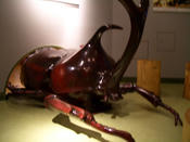カブトムシ_1