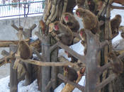 冬の動物園（大森山動物園）_1