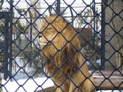 冬の動物園（大森山動物園）_2