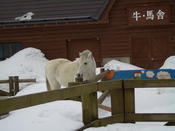 冬の動物園（大森山動物園）_6