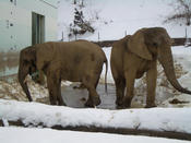 冬の動物園（大森山動物園）_8