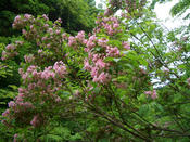 小安峡『大噴湯』_4