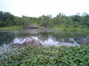 生態系公園_2