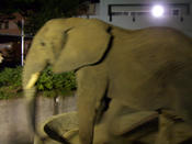夜の動物園2006_ゾウ