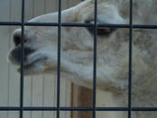 夜の動物園2006_らくだ_2