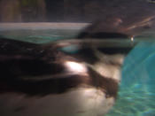 夜の動物園2006_ペンギン