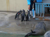 加茂水族館_4