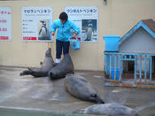 加茂水族館_5