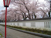 本荘公園_桜祭り2