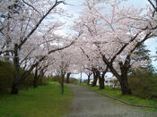 本荘公園_桜祭り3