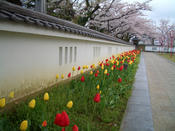 本荘公園_桜祭り4