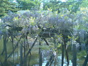 千秋公園_藤の花