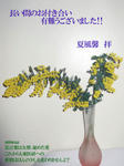 mimosa.jpg