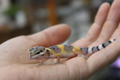 流山店 ヒョウモントカゲモドキ 入荷しました 東葛ペット 爬虫類ブログ
