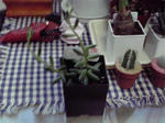 P1000066.JPG