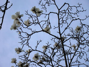 DSC00028.jpg
