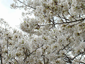 DSC00087.jpg