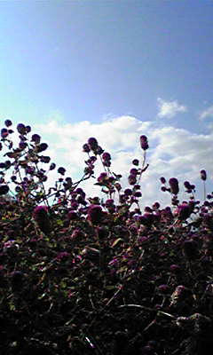 Image107.jpg