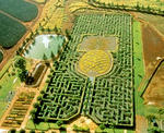 maze