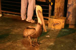pelican