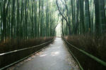 arashiyama