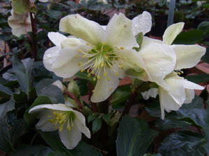 hellebore.JPG