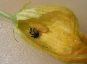 bee.JPG