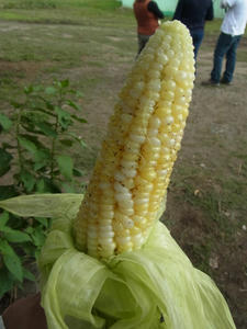 RIMG2824.JPG