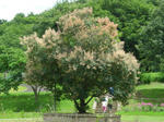 山形市野草園-スワンヒル