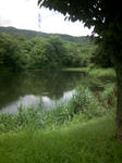 山形野草園大平沼