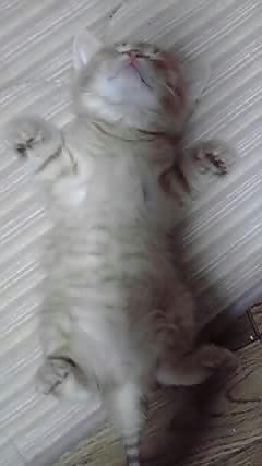 かーわーいーいー！！