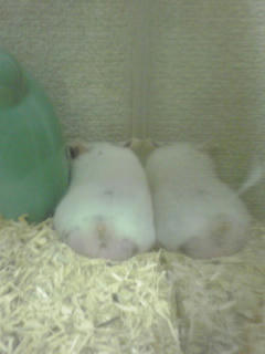 お尻らへんのピンクのはタマタマです☆（笑）