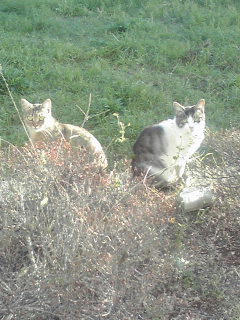 こっち見んな。