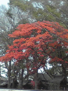 真っ赤だな～♪って歌があったよね。