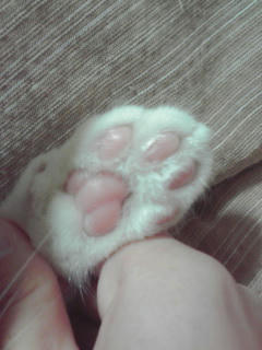 見よこの愛らしきにくきうを！