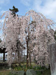 木