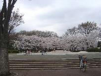 flower2.jpg