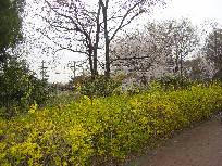 flower3.jpg