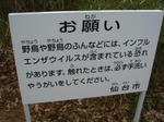 野鳥への接し方