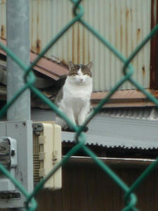 kijishiro1